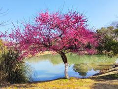 -杭州植物园