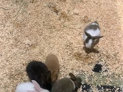 -绿色星球动物主题公园