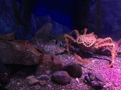 -瑞普利水族馆