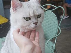 -喵屿·大理花园猫咖