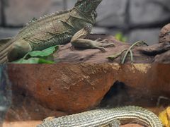 -正佳雨林生态植物园