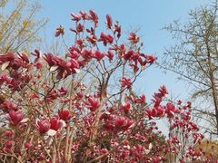 -永定河休闲森林公园