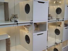 -十月米努特矮脚猫舍