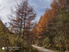 景点-黑河国家森林公园