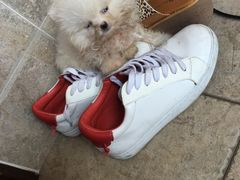 -西安京西宠物医院·瘫痪·疑难杂症