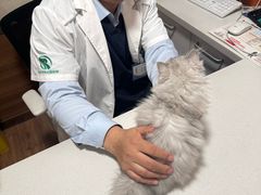 -瑞派·关忠动物医院·异宠专科·犬猫肿瘤·皮肤专科(望京店)