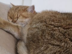 -Heymao猫咖.咖啡厅(东门店)