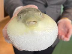 -肆月河豚·新淮扬(金融街店)