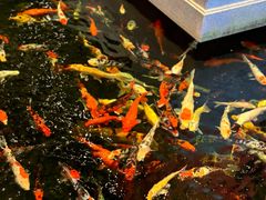 -龙悦湾酒家·八阵鱼生·渔人码头店