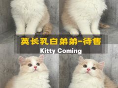 -小猫来了·猫舍(红山六九七九店)