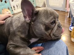 -柯斗斗主题餐厅·狗咖·围炉煮茶·茶饮(国瑞升平里店)