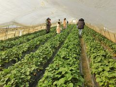 -小鱼草莓采摘园农家乐·小鱼餐厅