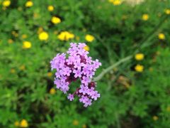 花-秀丽东方