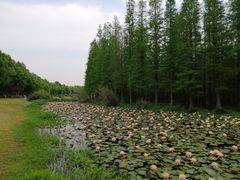 -艾溪湖湿地公园