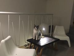 -豆老板的猫咖啡(碑林博物馆店)