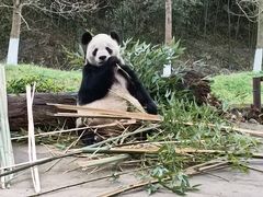 -都江堰中华大熊猫苑