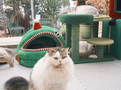 -有猫主题·治愈系猫咖(曾厝垵店)