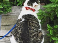 海边的猫和咖啡馆-海边的猫和咖啡馆