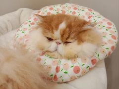 -More Fun猫咖 二十只万元加菲主题