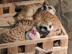 -绿色星球动物主题公园