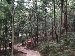 -上海佘山国家森林公园天马山园