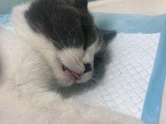 -纳吉亚猫专科动物医院博雅分院