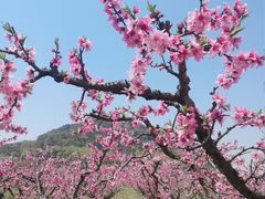 -田园东方蜜桃村的田野营地