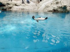 -帝企鹅自助餐厅•儿童岛•真企鹅(长隆企鹅酒店)