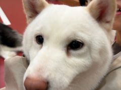 -和它·交个朋友·狗咖猫咖(爱琴海店)