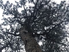 -清西陵