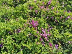 -济南国际园博园