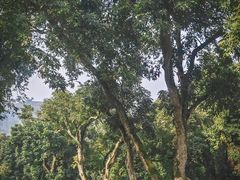 -张坝桂圆林公园