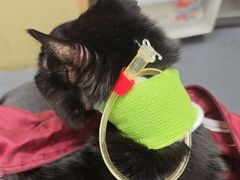 -申普宠物医院·心脏介入·心血管微创(总院)