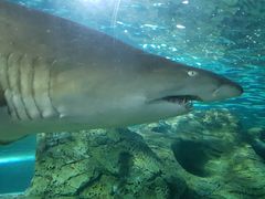 -悉尼海洋生物水族馆