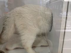 -三花喵·撸猫购宠·宠物生活馆(虹桥南丰城店)