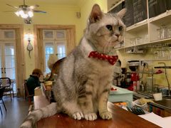 -猫色咖啡·猫咖