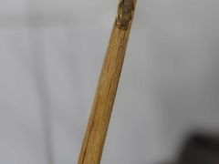 -小狗面馆(复兴店)