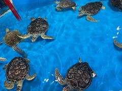 -泉城欧乐堡海洋极地世界