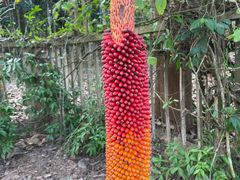 -中国科学院西双版纳热带植物园