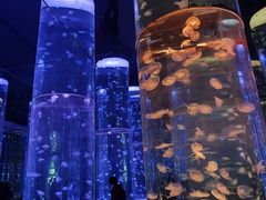 -海合安成都极地海洋公园