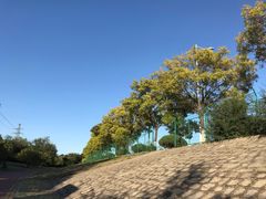 -白水寺森林公园