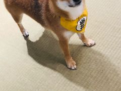 -逗柴咖啡屋·狗咖猫咖宠物桌游
