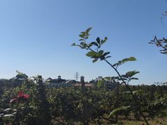 -北京张裕爱斐堡酒庄