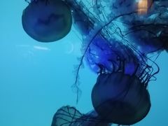 -太平洋海底世界