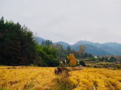 -黟县屏山村