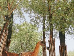 -鄂尔多斯野生动物园