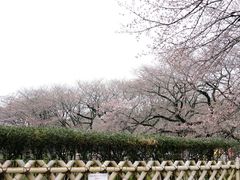 -名古屋城