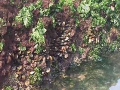 -碧桂园十里银滩