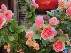 -汉水谣·江景餐厅(江滩店)