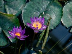 -国家植物园南园